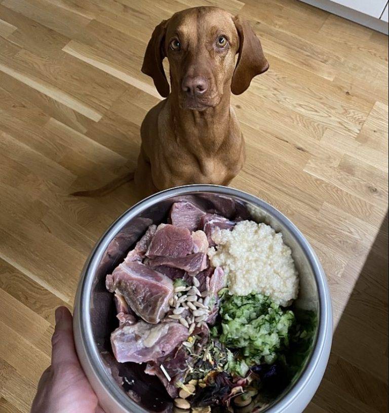 Как правильно кормить собаку в домашних условиях, чем нельзя и почему