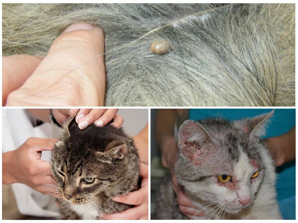 Аллергия у кошек: симптомы и лечение препаратами по признакам