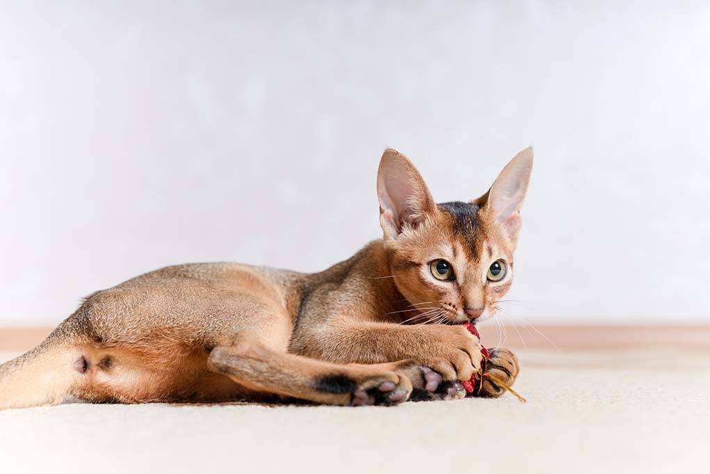 Абиссинская кошка — истоки породы, описание, особенности, уход + 88 фото