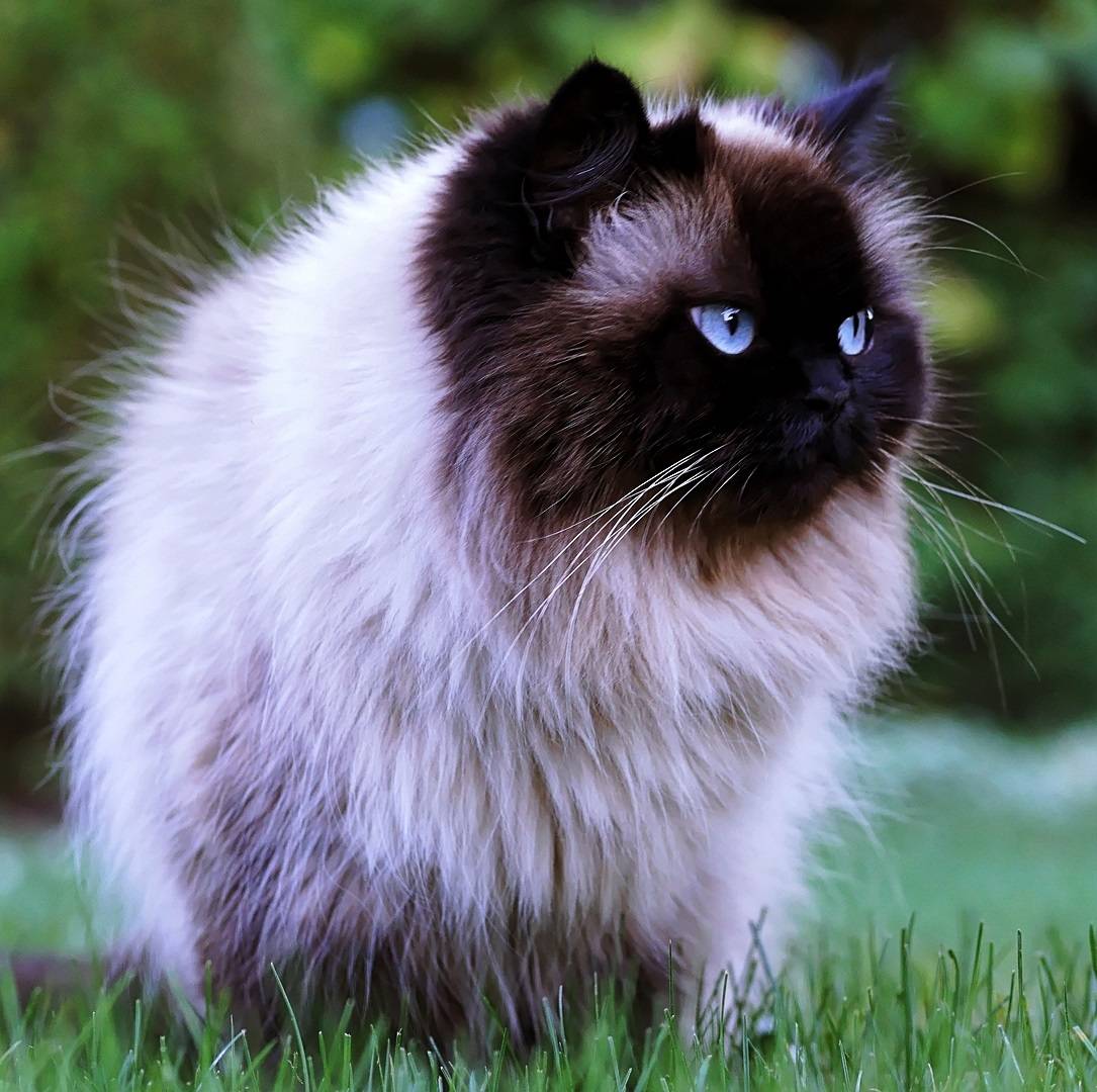 Особенности породы гималайская кошка