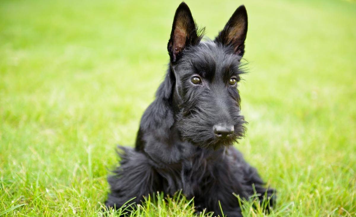 Вест-хайленд-уайт-терьер: все о собаке, фото, описание породы, характер, цена
