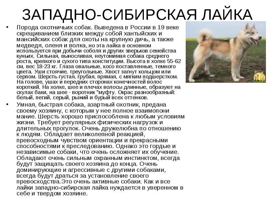 Восточносибирская лайка – энциклопедия о собаках