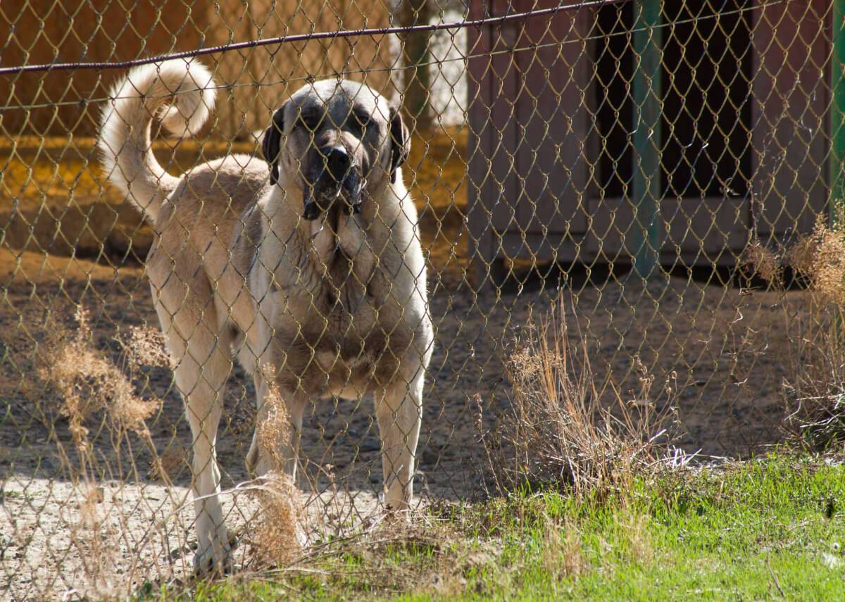 Кангал (карабаш, анатолийская собака): фото, купить, видео, цена, содержание дома