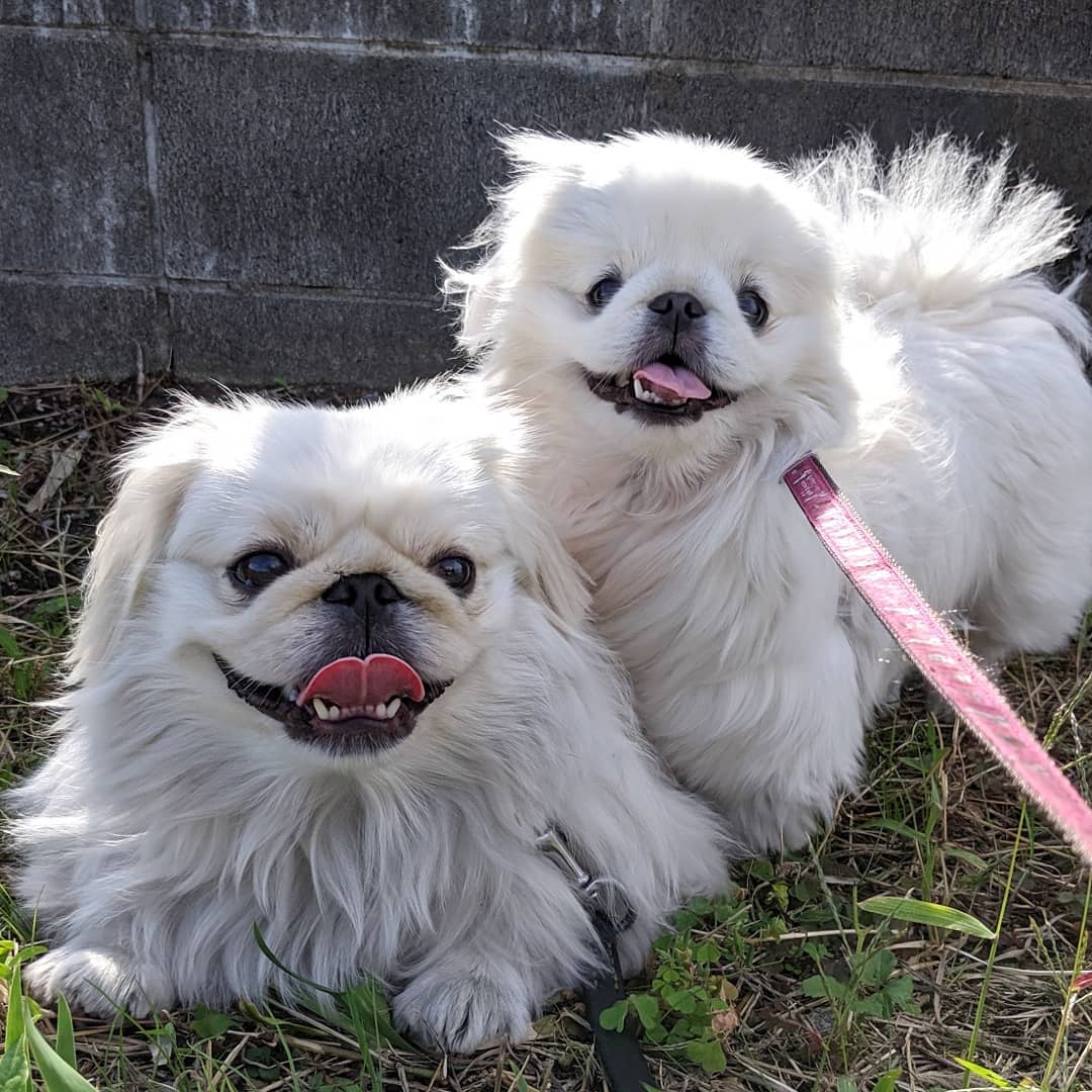 Пекинесы (89 фото): характеристика породы собак. как выглядят щенки? описание характера маленьких собак, отзывы владельцев