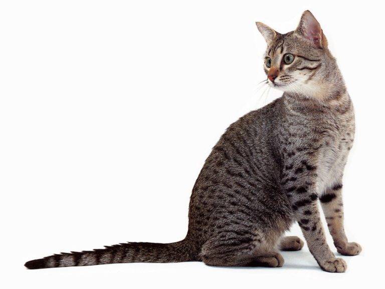 Египетский мау: описание, фото, уход и особенности содержания кошек