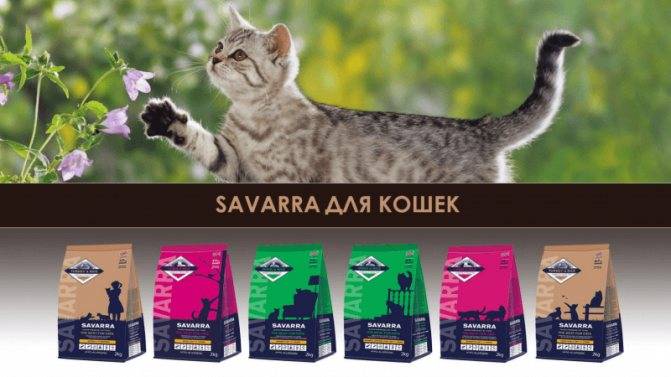 Савара (savarra): корм для кошек: состав, цена, отзывы