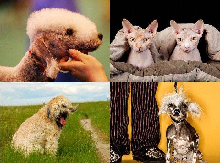 Гипоаллергенные породы кошек и собак для астматиков