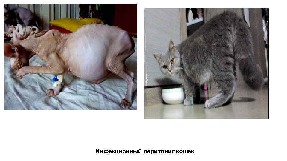Асцит (водянка) у кошек - причины и лечение асцита брюшной полости в москве. ветеринарная клиника "зоостатус"