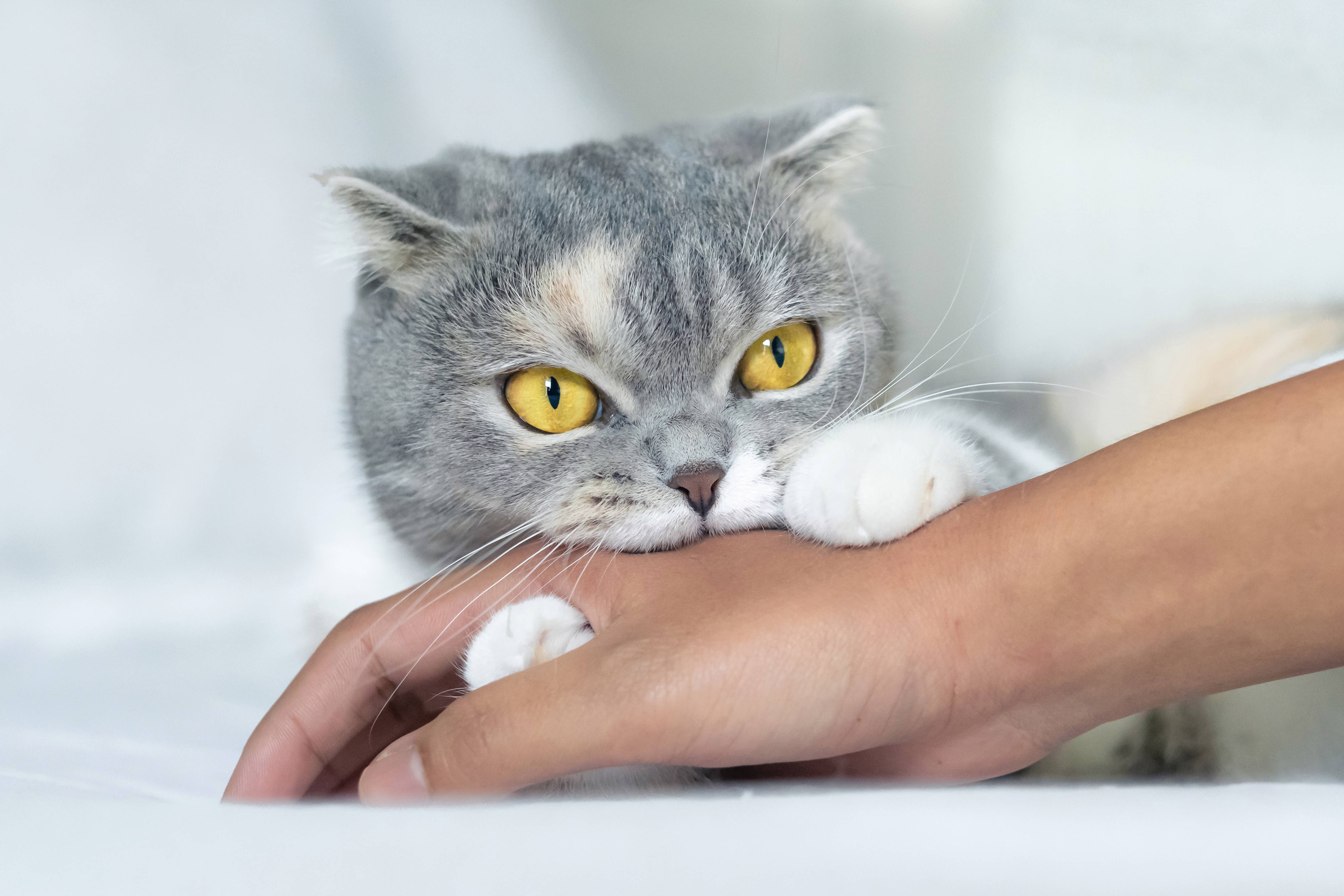 Почему кошка кусается когда её гладишь: основные причины