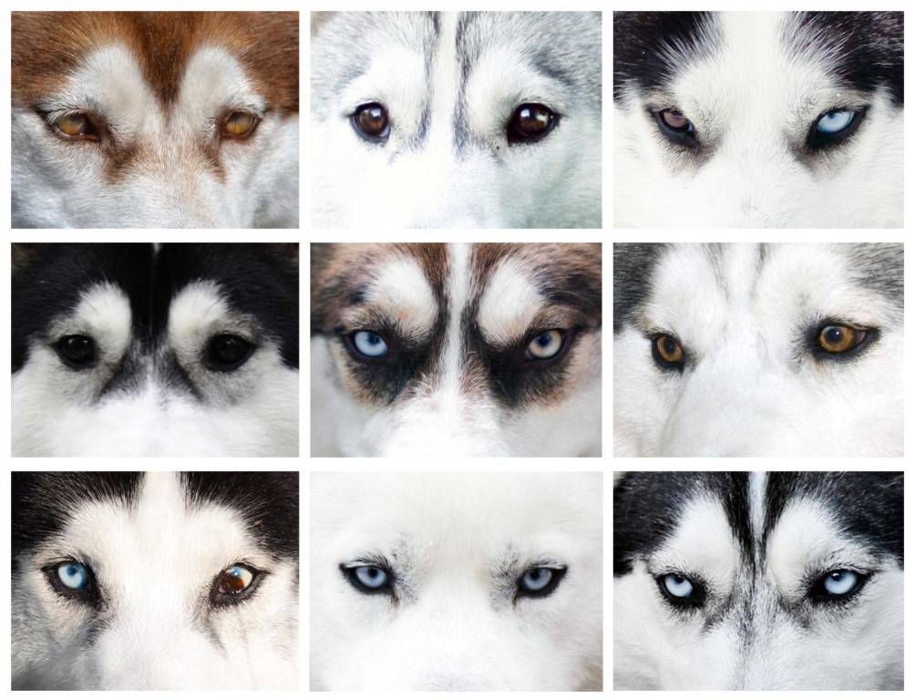 Собака у которой выпадают глаза | у какой породы вываливаются глаза