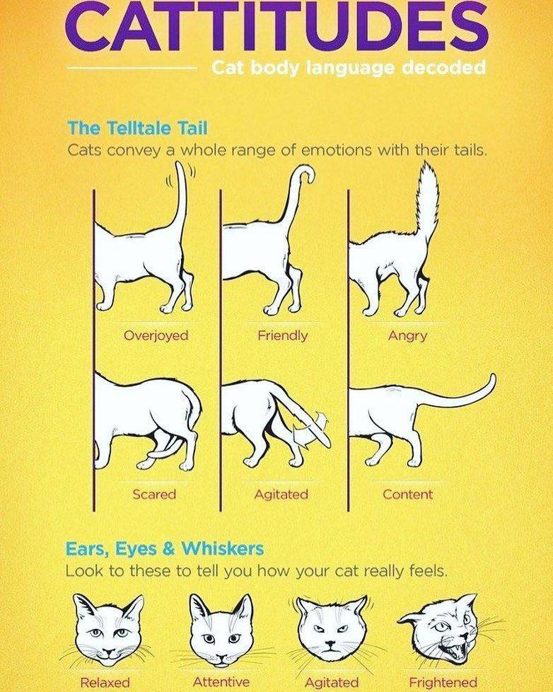Как понять язык кошек: по хвосту, глазам, мяуканью