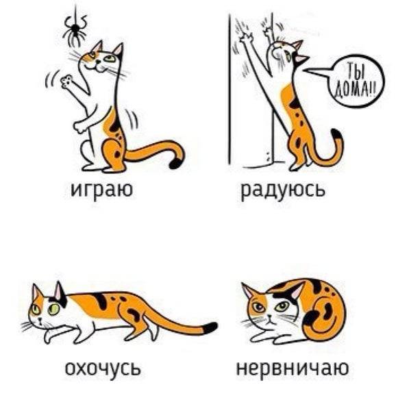 Общение с кошкой - язык кошек, мимика, мурлыканье - всё о кошках и котах