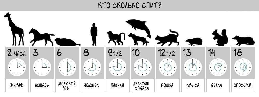 ᐉ сколько должен спать щенок в 2 месяца – режим дня собаки - zoomanji.ru