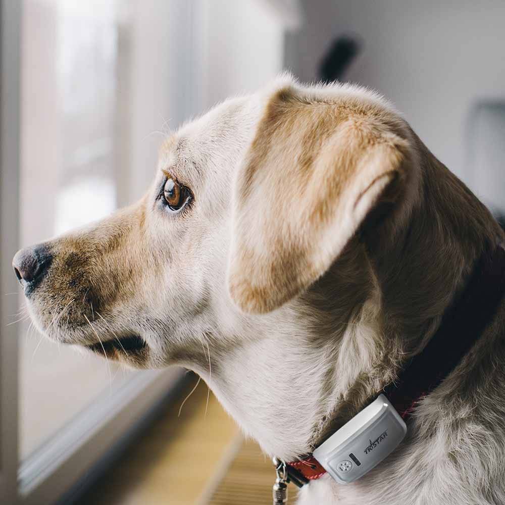 Как развеселить самую грустную собаку | pricemedia