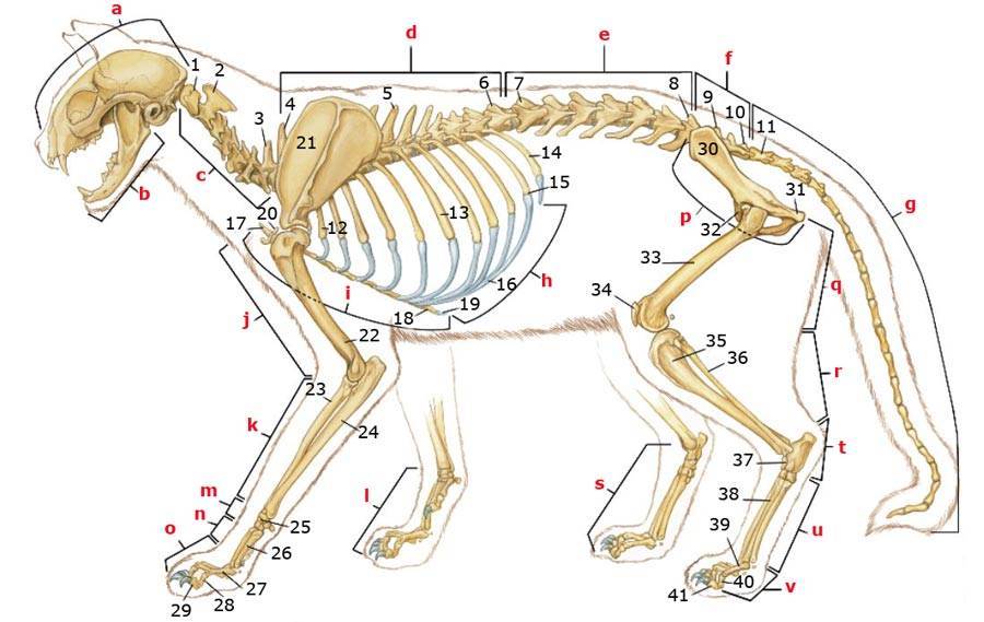 Скелет кошки