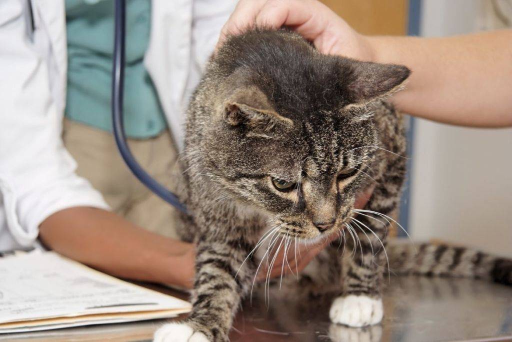 Чумка у кошек: симптомы и лечение заболевания
