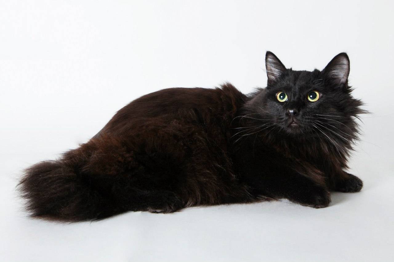 Йоркская шоколадная кошка — википедия. что такое йоркская шоколадная кошка