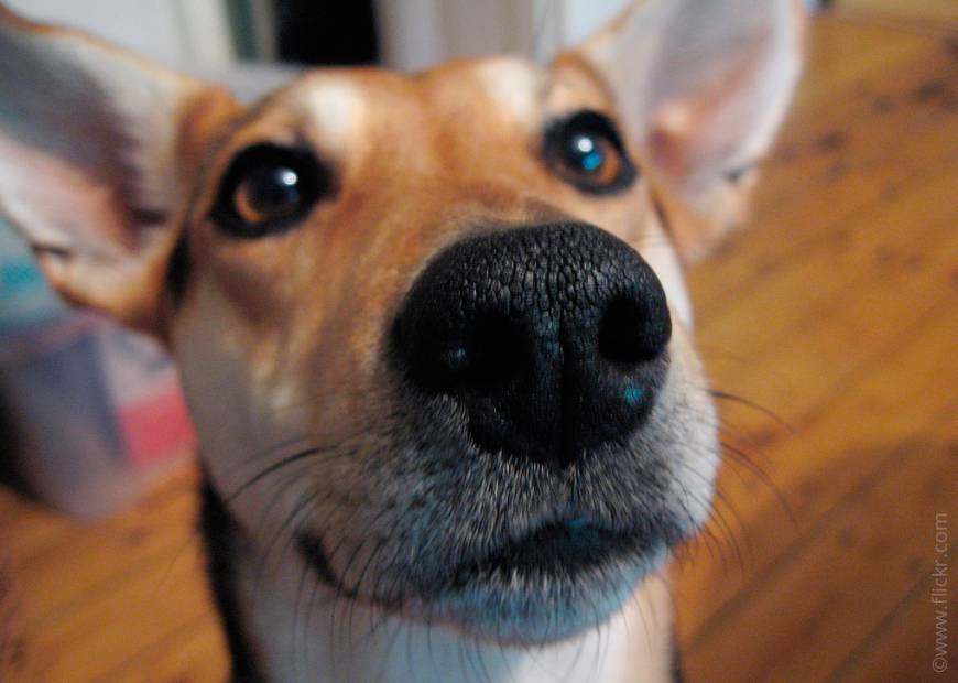 Какой нос должен быть у здоровой собаки