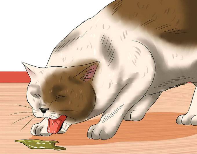 Что делать если кошку рвет с кровью | частая рвота у кошки и ее опасность