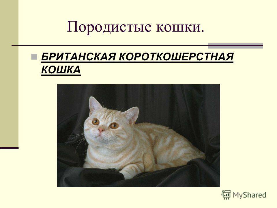 Европейская кошка: описание короткошерстной кельтской породы