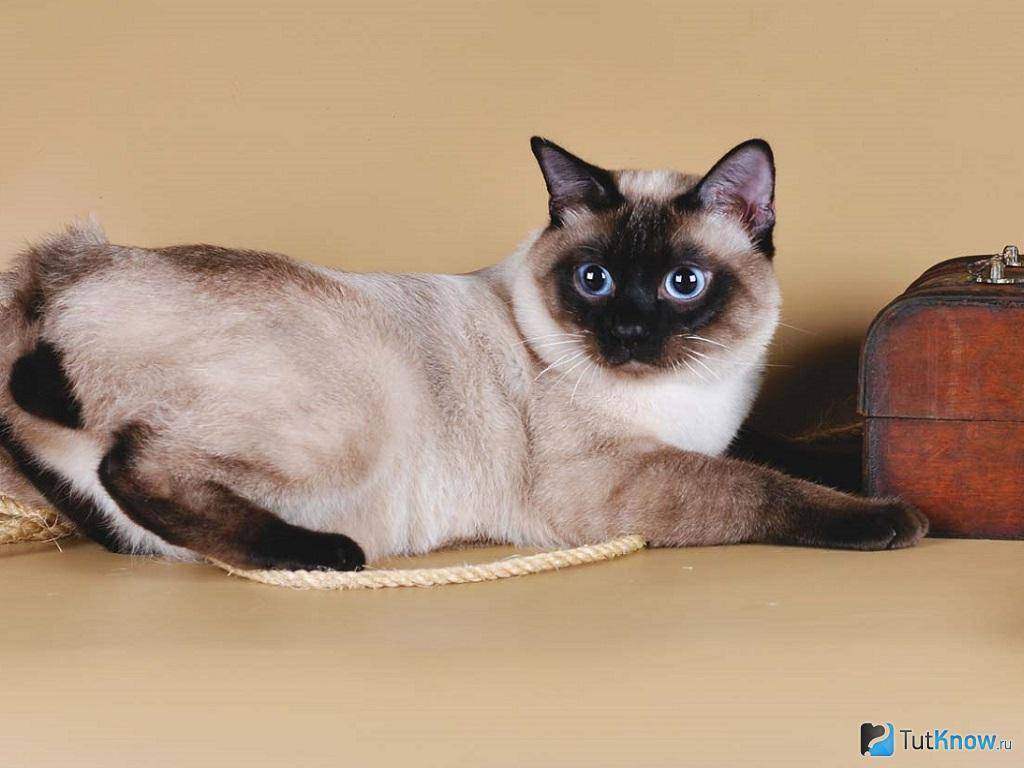 Меконгский бобтейл. о породе кошек: описание породы меконгский бобтейл, цены, фото, уход