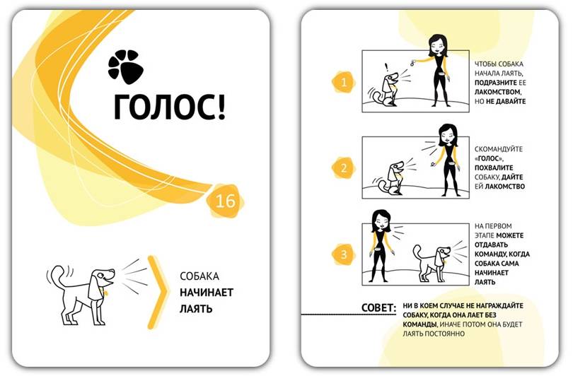 Обучение команде «голос»: методы, хитрости, советы специалиста