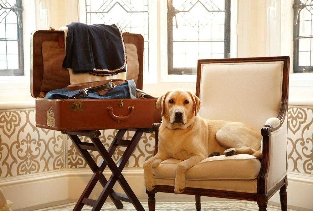 Где оставить собаку на время отъезда – или взять с собой?