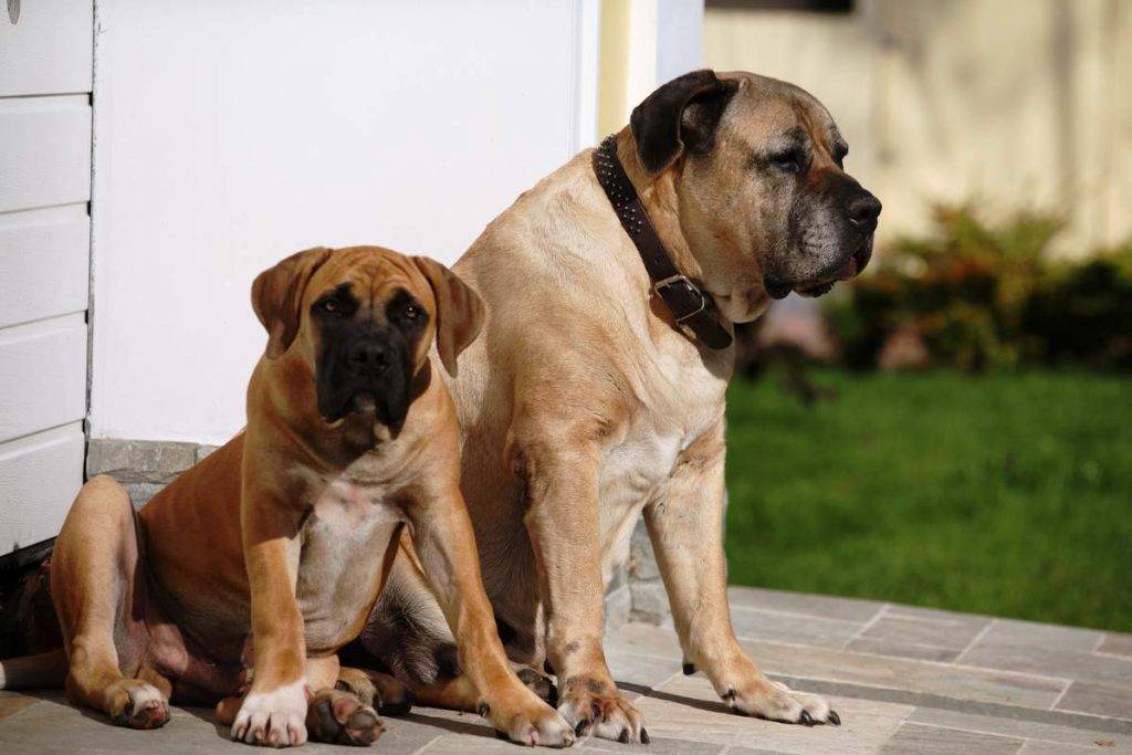 Бурбуль южноафриканский: как выглядит собака с человеком на фото, описание породы и отзывы владельцев о питомниках
