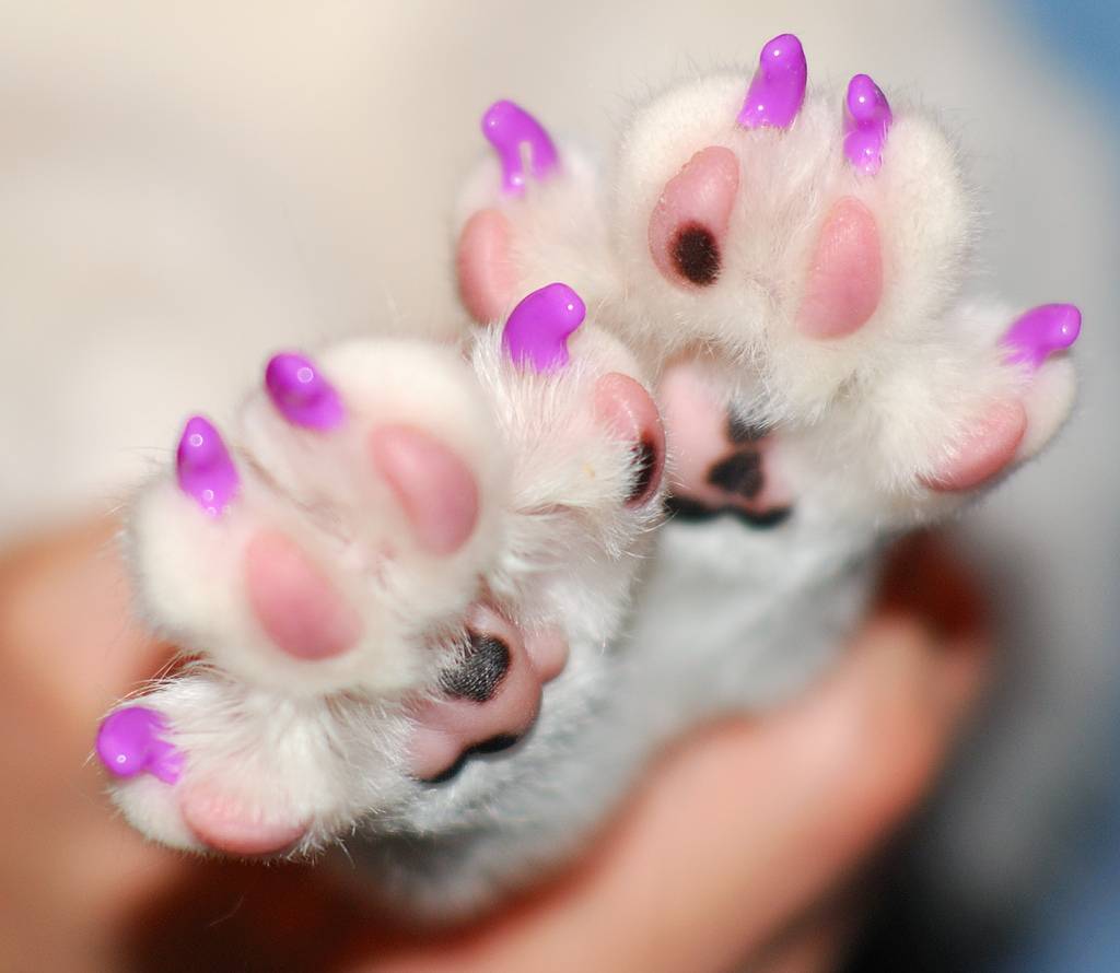 Силиконовые накладки на когти для кошек | отзывы, цена, какие лучше купить