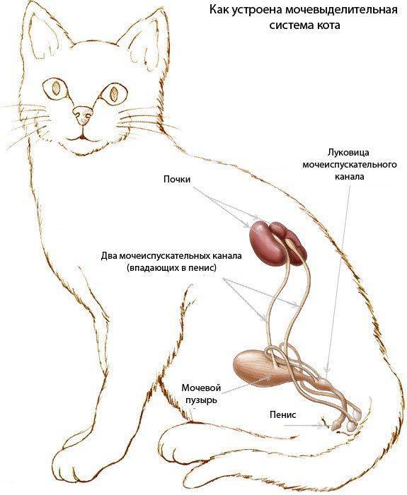 Почечная недостаточность у кошек: группы риска, симптомы, острая и хроническая формы, диагностика, лечение и диета, профилактика