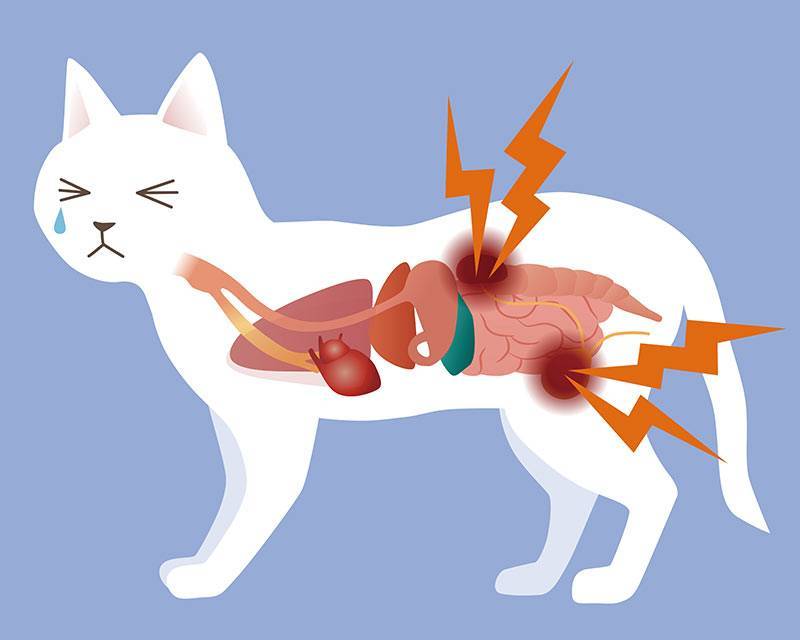 Кошачья двуустка : структура и жизненный цикл | компетентно о здоровье на ilive