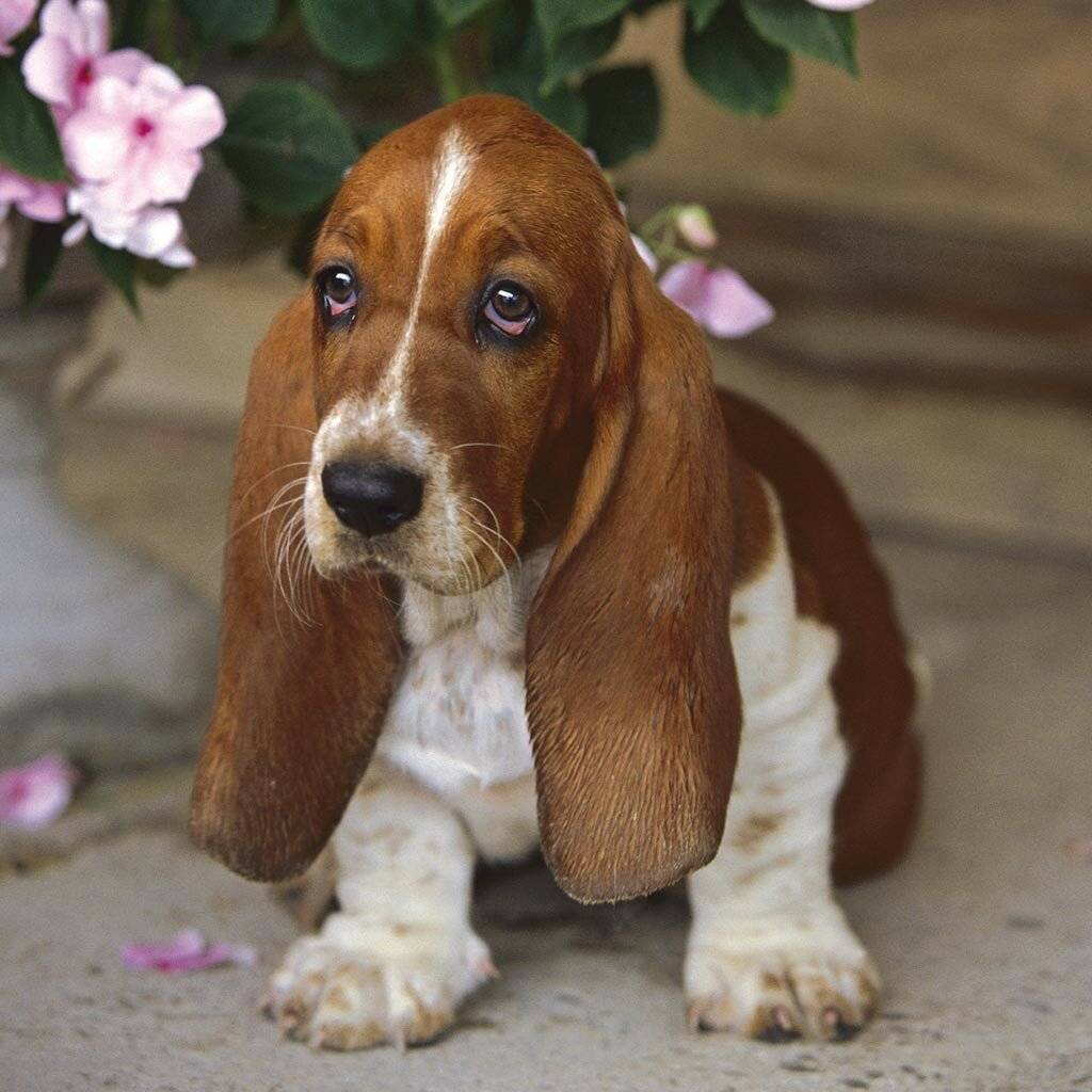 Топ самых маленьких карликовых собак с фотографиями и названиями, рейтинг по популярности