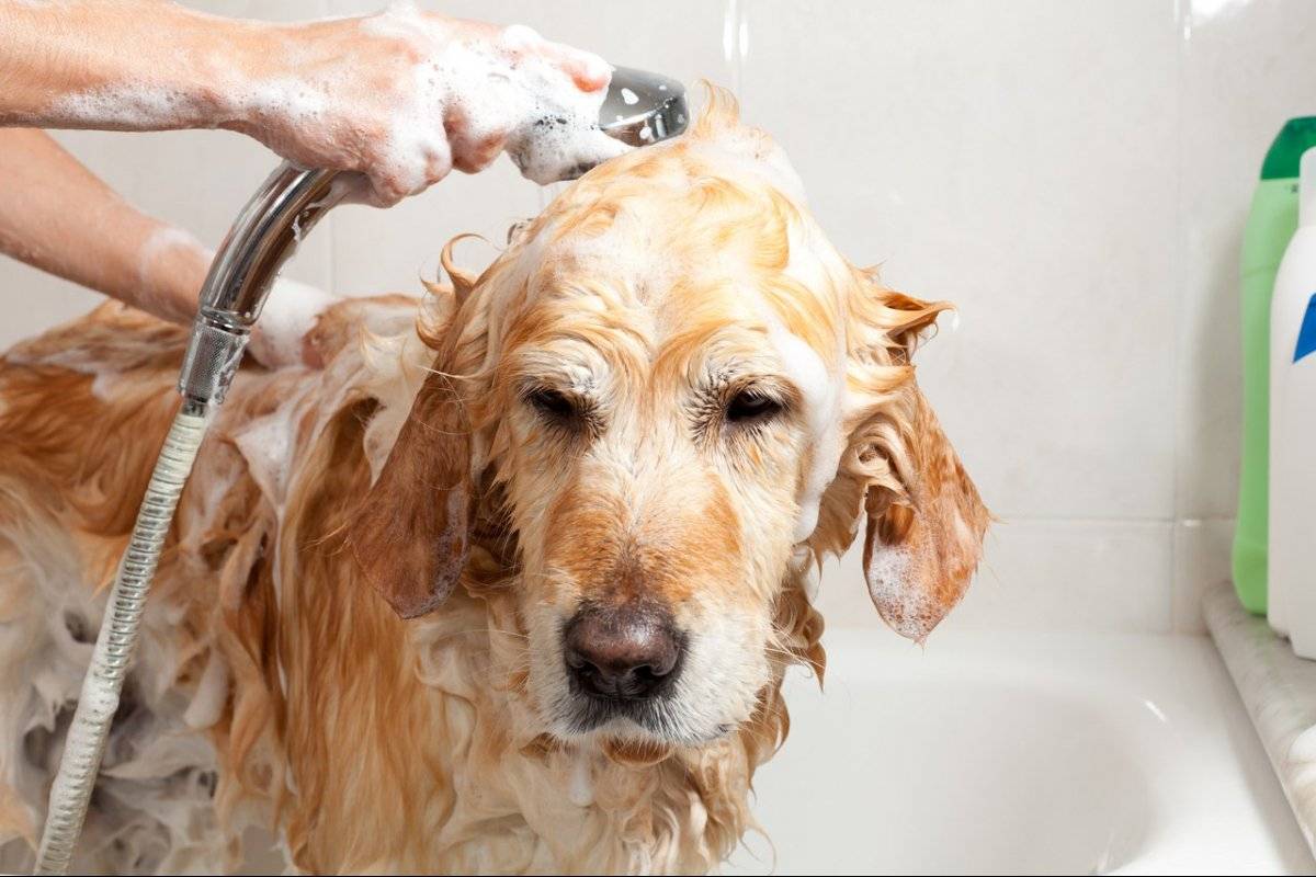 Как часто мыть собаку, можно ли мыть собаку мылом, шампунем