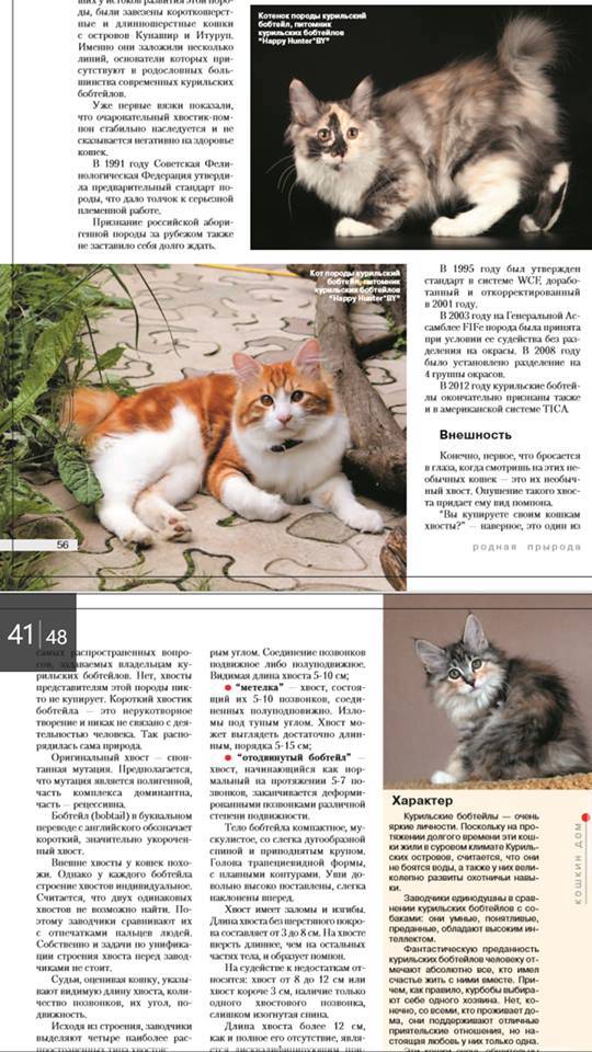 Особенности внешности, характера и содержания кошек сноу шу