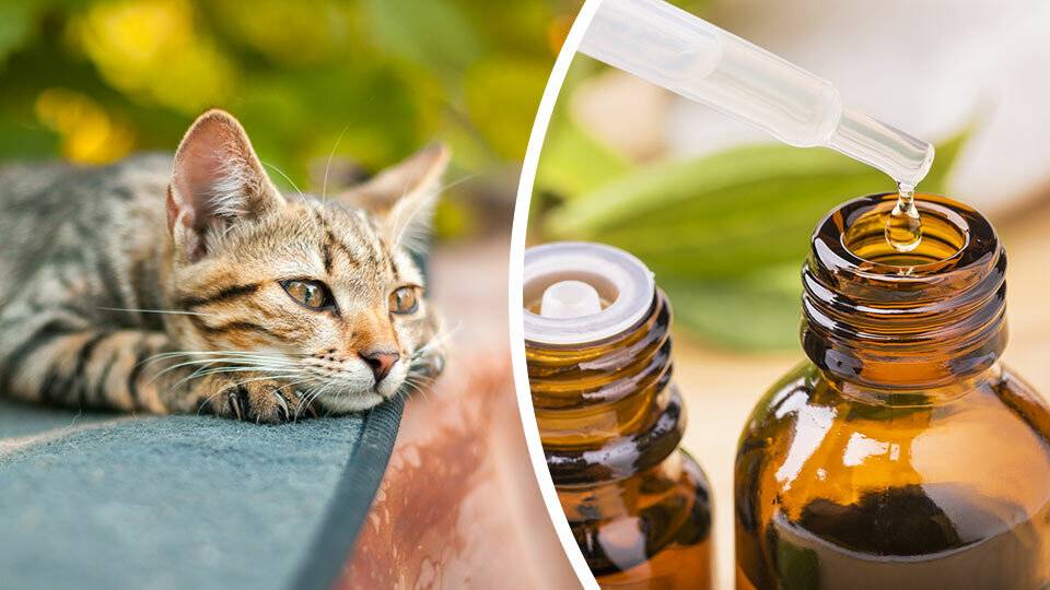 Какие запахи не переносят кошки: как их отпугнуть, какие запахи не любят коты
