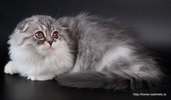Шотландская вислоухая кошка: хайленд фолд, описание породы, фото