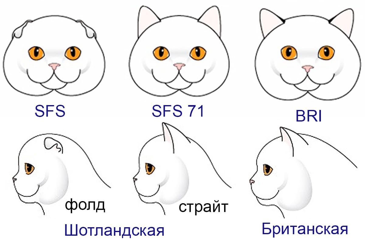 Как определить пол котенка: кот или кошка