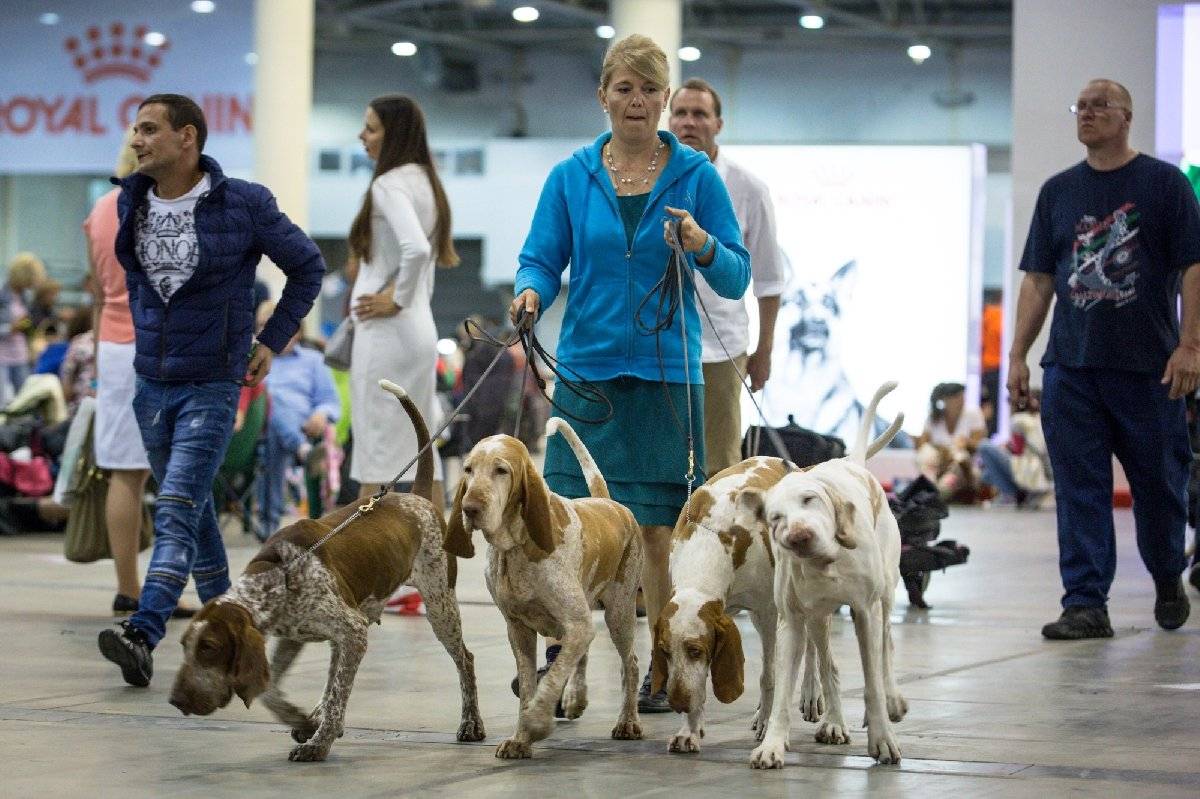 International dog show cacib – fci / интернациональная выставка собак cacib – fci г. псков *псковский рубеж-2021*