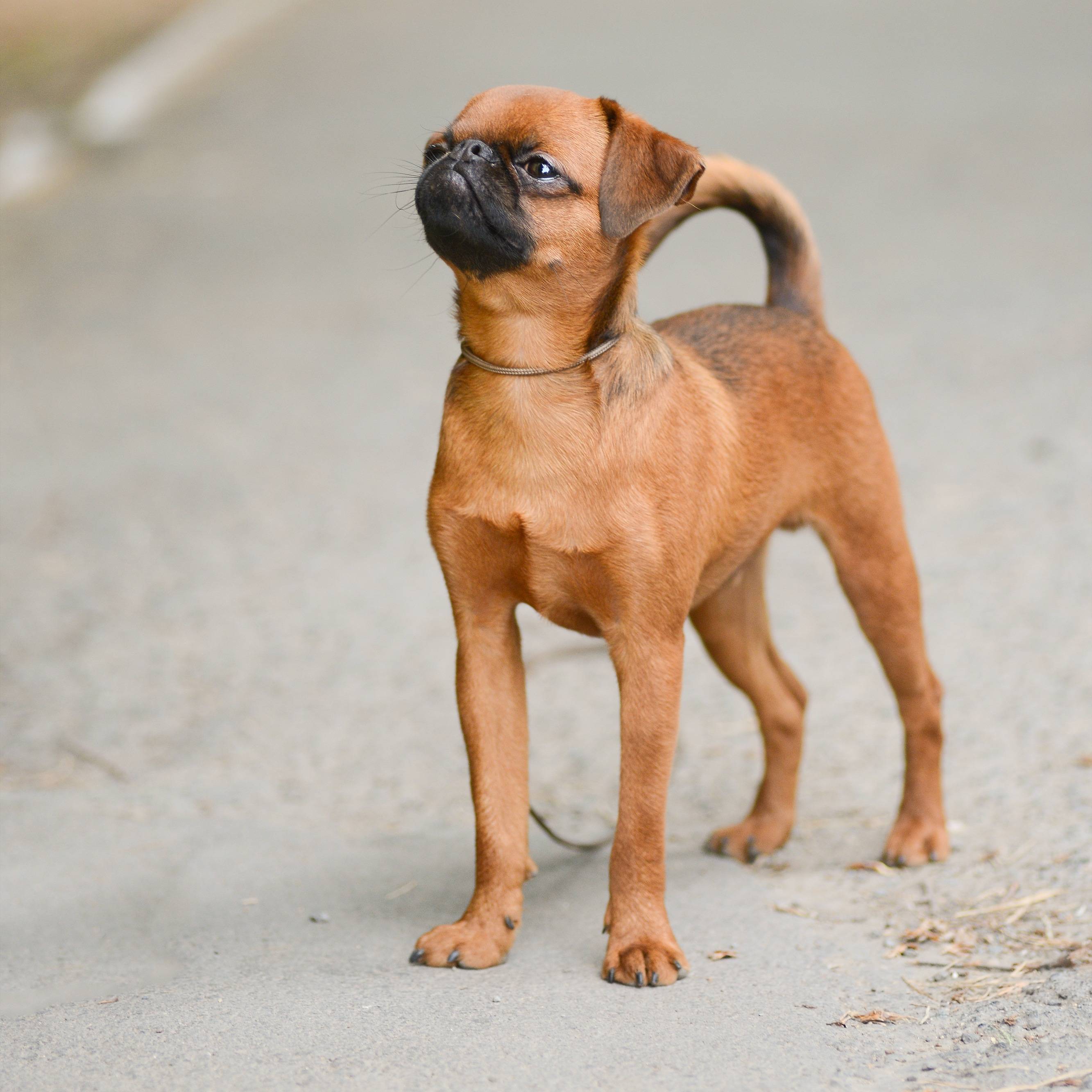 Короткошерстные породы собак для квартиры * крупные, маленькие и средних размеров