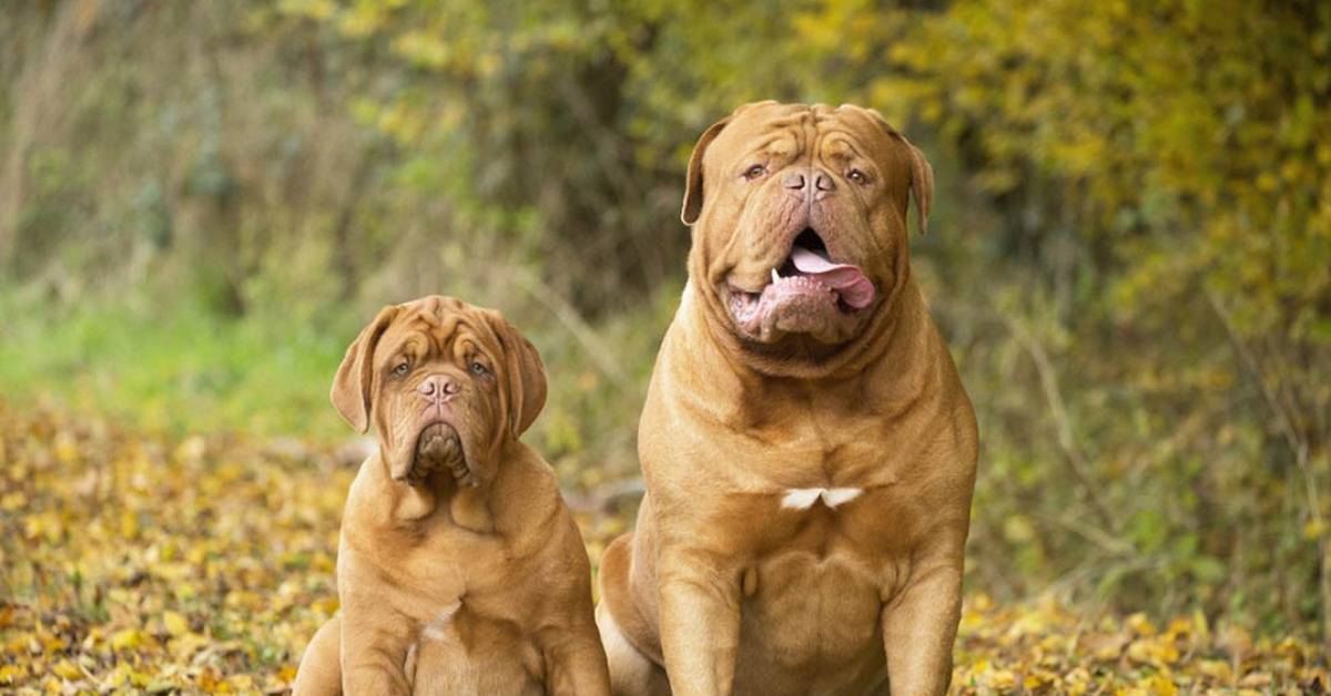 Бордоский дог: описание французской породы собак