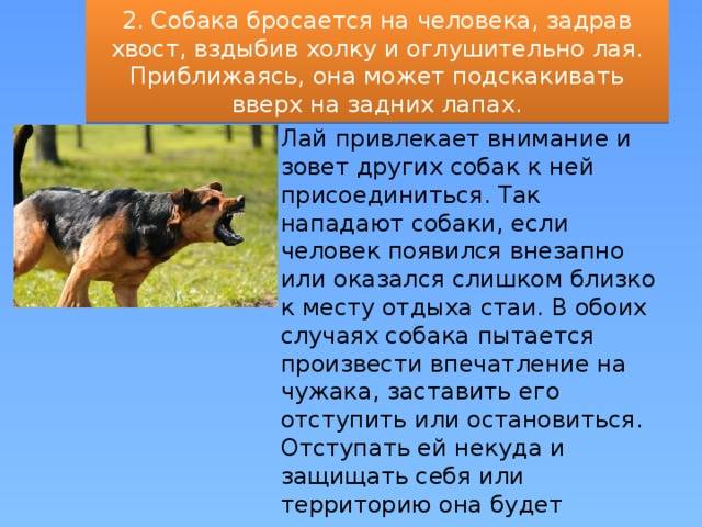 Почему собаки роют ямы? - ветеринарная клиника zoohelp