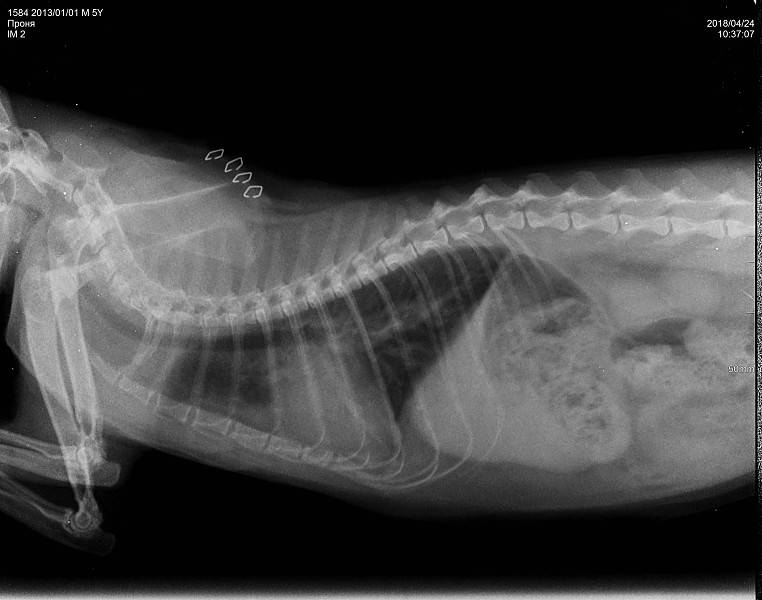 Хроническая почечная недостаточность у кошек (хпн) - симптомы и лечение хпн у кошек в москве. ветеринарная клиника "зоостатус"