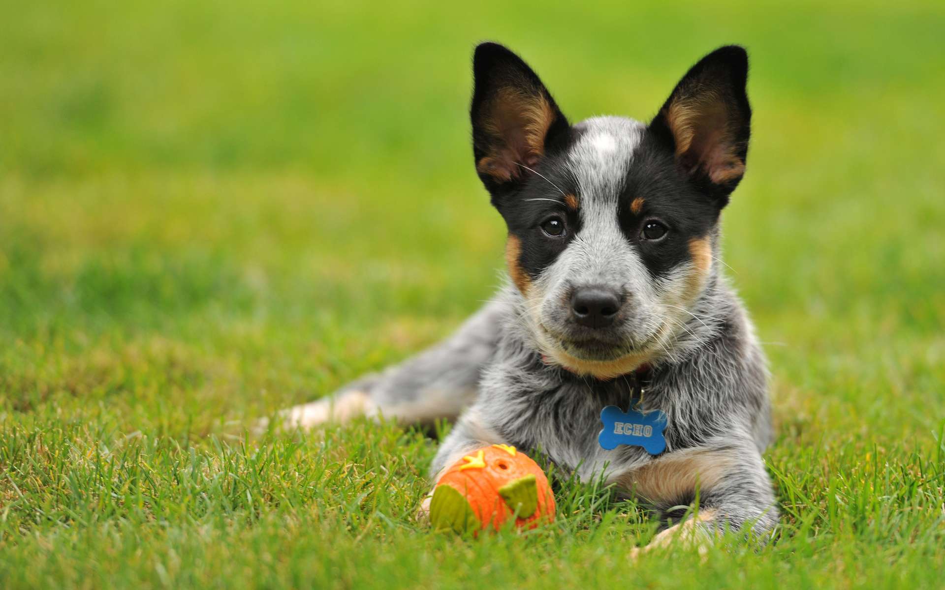 Австралийский хилер собака. описание, особенности, уход и цена австралийского хилера