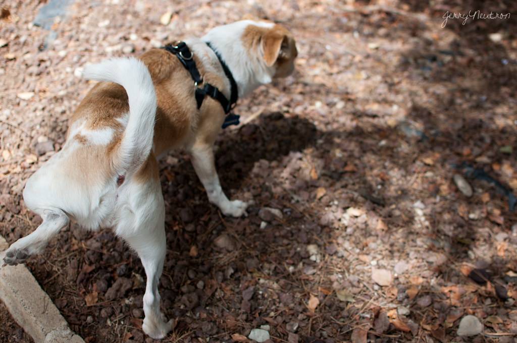 Почему собака ездит на попе: 6 причин необычного поведения