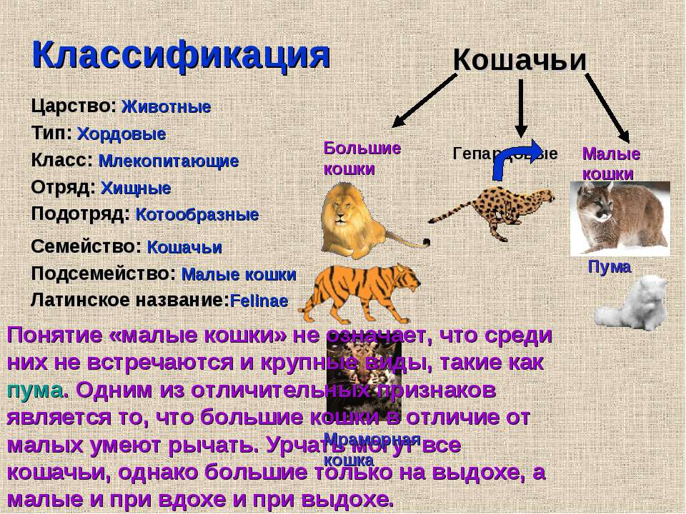 Происхождение кошек. история древних и современных кошек | блог о домашних животных