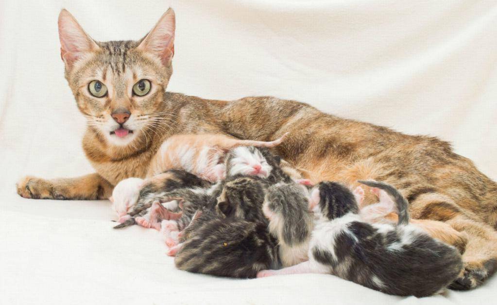 Сколько по времени рожает кошка | в первый раз, как долго проходят роды