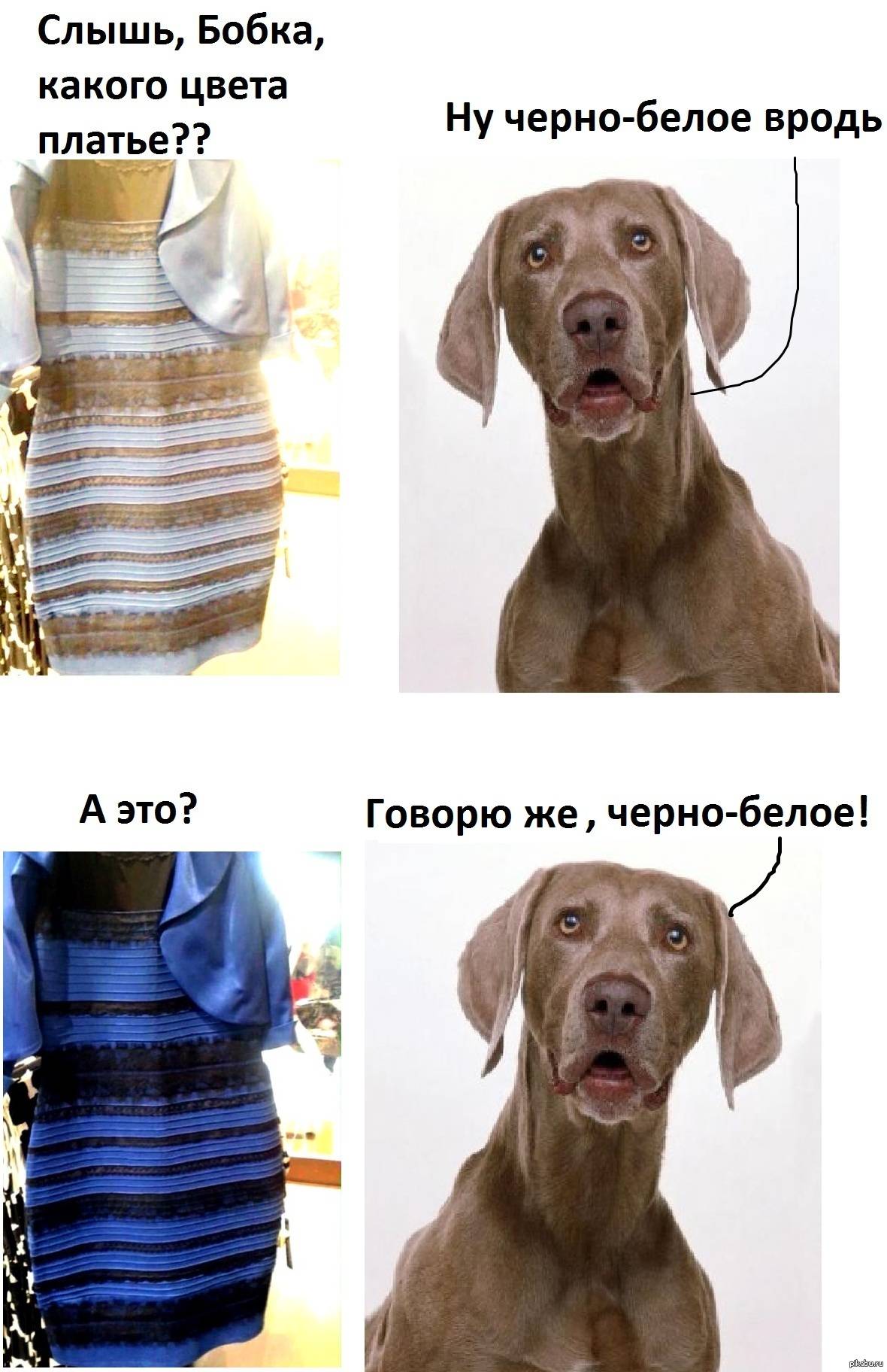 Как видят собаки: какое зрение, различают ли цвета, как собаки видят в темноте