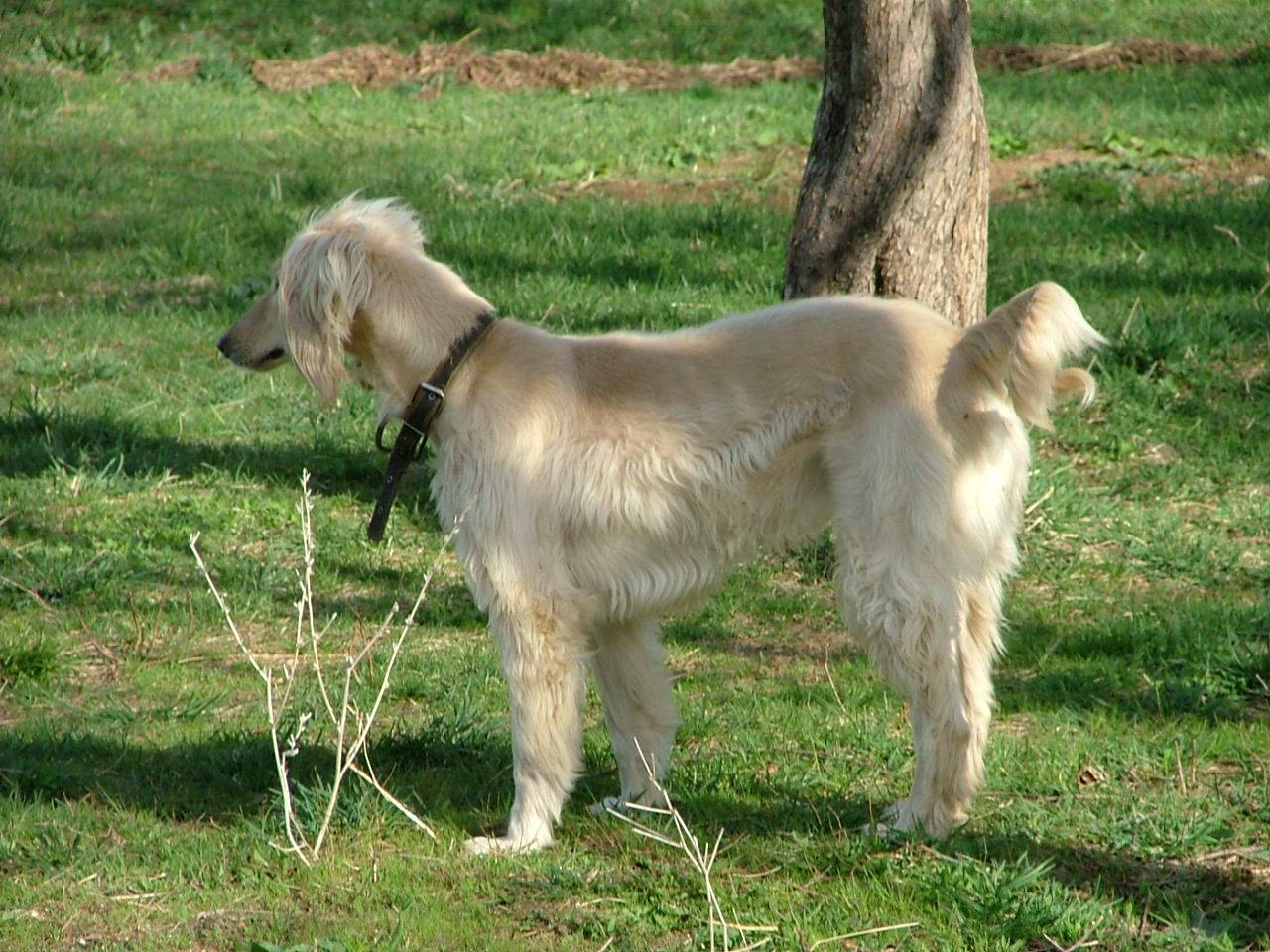 Тайган: характеристика и описание породы (с фото) | все о собаках