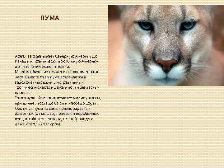 Дикий степной кот: описание внешности, характер, среда обитания и образ жизни, фото