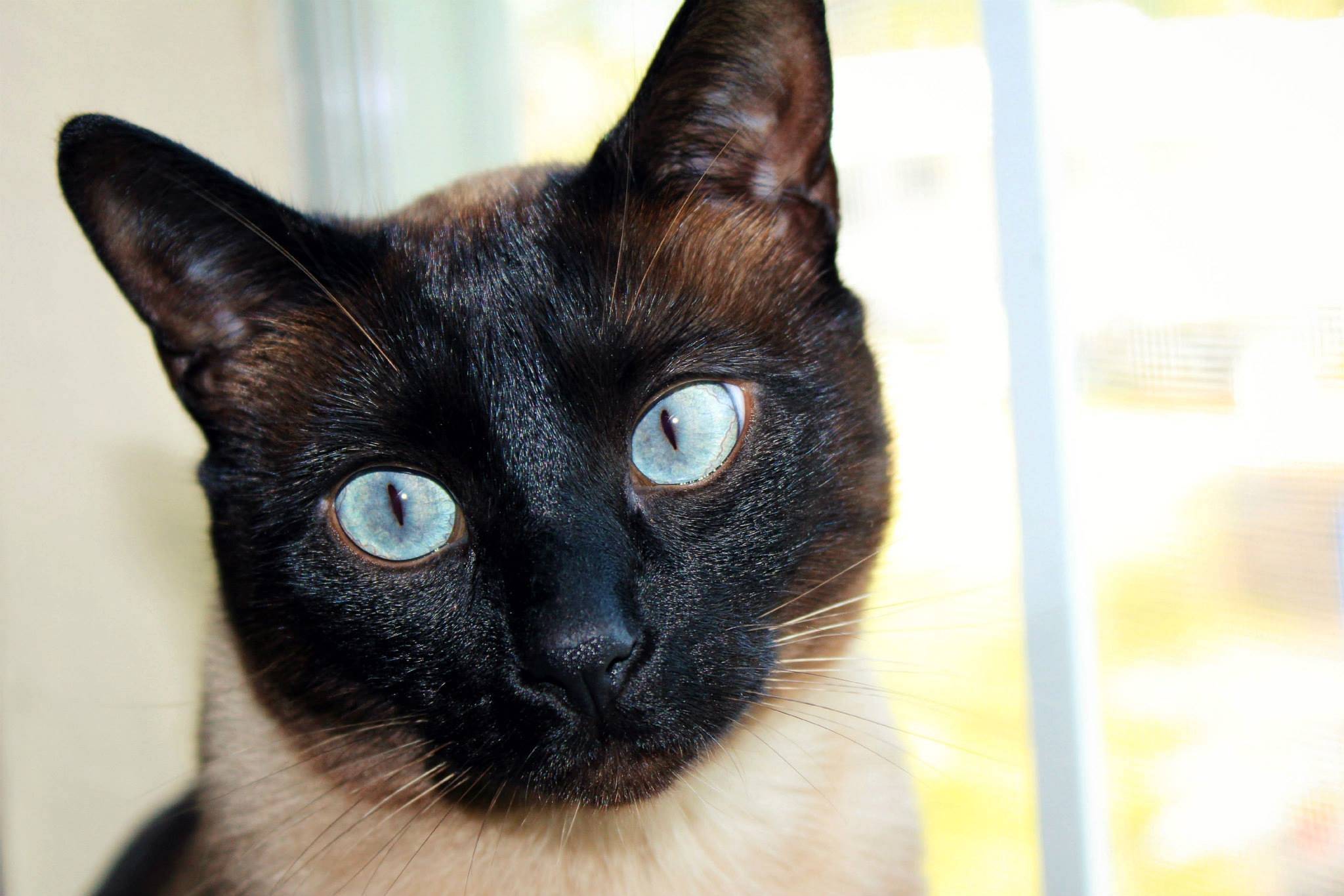 Сиамская кошка: описание внешности и характера породы, уход за питомцем и его содержание, выбор котёнка, отзывы владельцев, фото кота